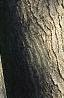 Acer tataricum subsp. ginnala, bark