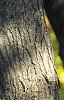 Acer tataricum subsp. ginnala, bark