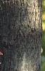 Acer tataricum subsp. ginnala, bark