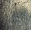 Acer tataricum subsp. ginnala, bark