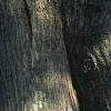Acer tataricum subsp. ginnala, bark