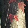 Acer tataricum subsp. ginnala, bark
