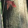 Acer tataricum subsp. ginnala, bark