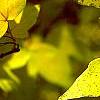 Acer miyabei
