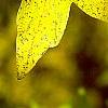 Acer miyabei
