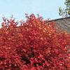 Acer palmatum, fall color