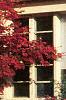 Acer palmatum, fall color