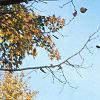 Acer palmatum, fall color