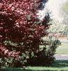 Acer palmatum 'Bloodgood'