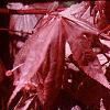 Acer palmatum 'Bloodgood'