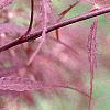 Acer palmatum var. dissectum 'Dissectum Atropurpureum'