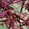 Acer palmatum var. dissectum 'Dissectum Atropurpureum'