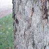 Acer pseudosieboldianum