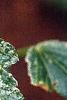 Acer rufinerve 'Hatsuyuki', leaves