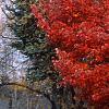 Acer rubrum, fall color