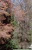 Acer rubrum