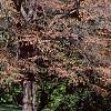 Acer rubrum