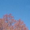 Acer rubrum
