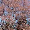 Acer rubrum