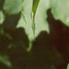 Acer saccharum 'Green Mountain', leaves