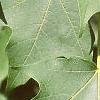 Acer saccharum 'Green Mountain', leaves