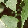 Acer saccharum 'Green Mountain', leaves