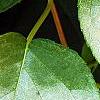 Actinidia polygama, leaves