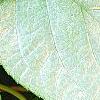 Actinidia polygama, leaves