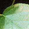 Actinidia polygama, leaves