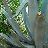 Agave americana, habit