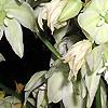 Yucca filamentosa