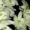 Yucca filamentosa