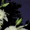 Yucca filamentosa