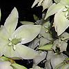 Yucca filamentosa
