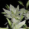 Yucca filamentosa