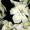 Yucca filamentosa