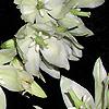 Yucca filamentosa