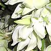 Yucca filamentosa
