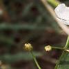 Sagittaria rigida, flowers