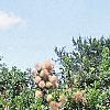 Cotinus coggygria 'Daydream', habit