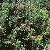 Cotinus coggygria 'Daydream', habit