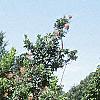 Cotinus coggygria 'Daydream', habit