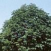 Cotinus coggygria 'Daydream', habit