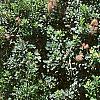 Cotinus coggygria 'Daydream', habit