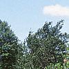 Cotinus coggygria 'Daydream', habit