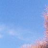 Cotinus coggygria 'Daydream', flowers