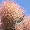 Cotinus coggygria 'Daydream', flowers
