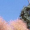 Cotinus coggygria 'Daydream', flowers