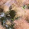 Cotinus coggygria 'Daydream', flowers