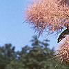 Cotinus coggygria 'Daydream', flowers